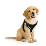 Topmast Hundegeschirr - schwarz - Mypuppystore #